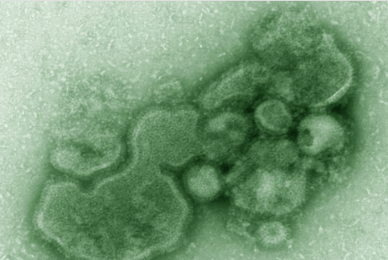 食品添加剂TBHQ可以预防禽流感病毒H7N9