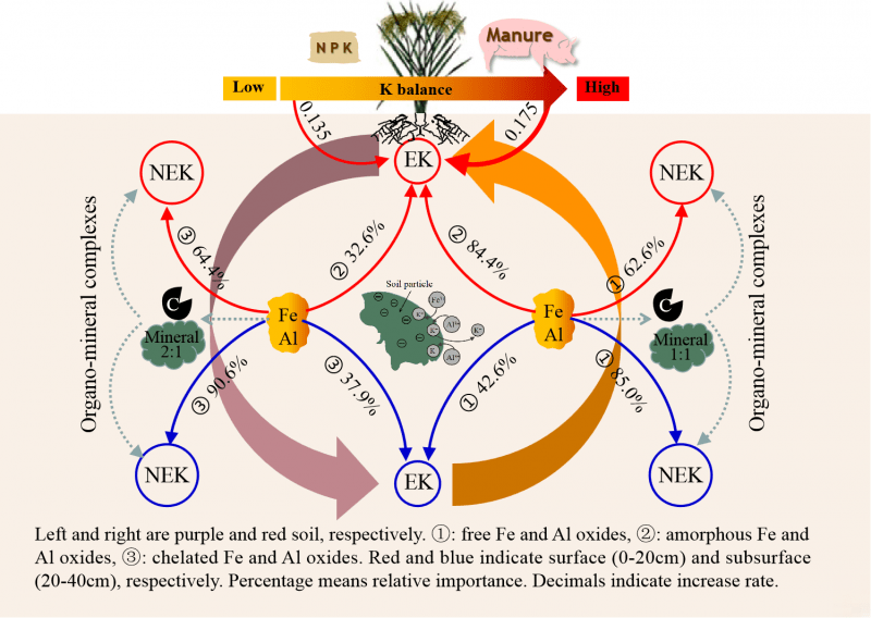 研究揭示水稻土铁铝氧化物调控钾素转化的关键过程
