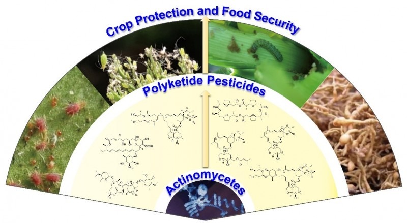 我科研人员系统阐述放线菌聚酮类天然产物农药
