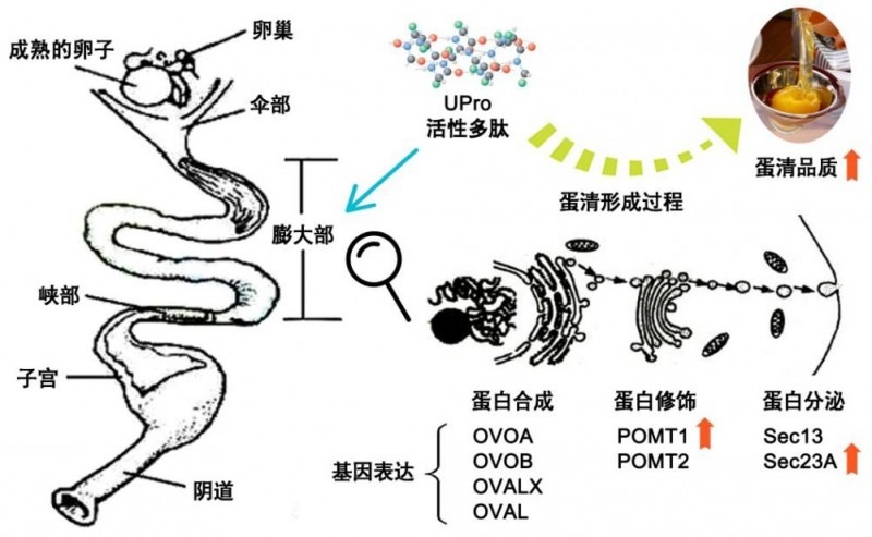 研究发现可改善蛋清品质的蛋白营养素及其作用途径