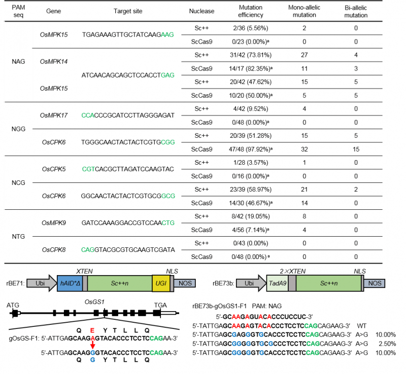 作物有害生物功能基因组研究创新团队建立新型水稻基因组编辑工具盒-CRISPR/ Sc++系统