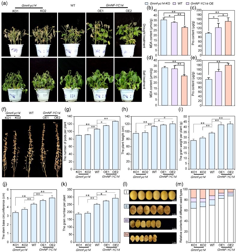 研究揭示调控植物脱落酸受体蛋白的分子机制