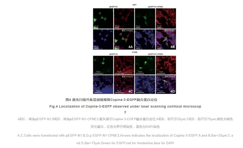 Copine-3-增强型绿色荧光蛋白融合蛋白在细胞中的表达和定位（三）