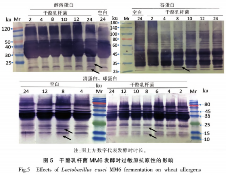 干酪乳杆菌发酵及热加工方式对小麦蛋白抗原性的影响（二）