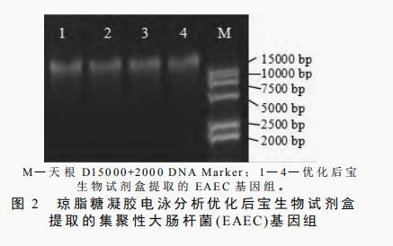 肠道集聚性大肠杆菌基因组脱氧核糖核酸提取方法比较与改进（二）