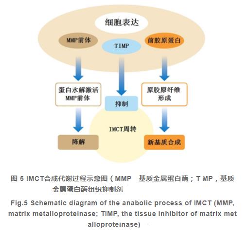 肌内结缔组织的组成、分布及生长调控研究进展（三）