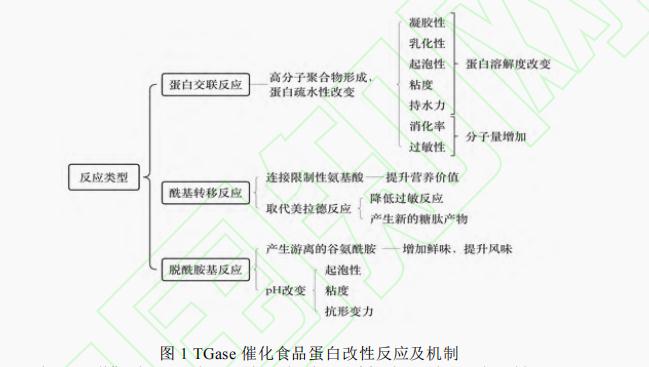 转谷氨酰胺酶对食品蛋白特性的影响（一）