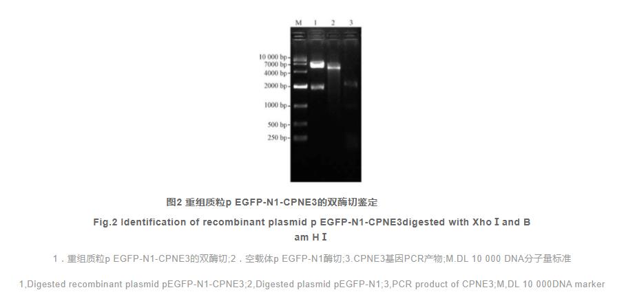 Copine-3-增强型绿色荧光蛋白融合蛋白在细胞中的表达和定位（二）