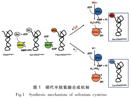 硒蛋白生理功能研究综述（一）