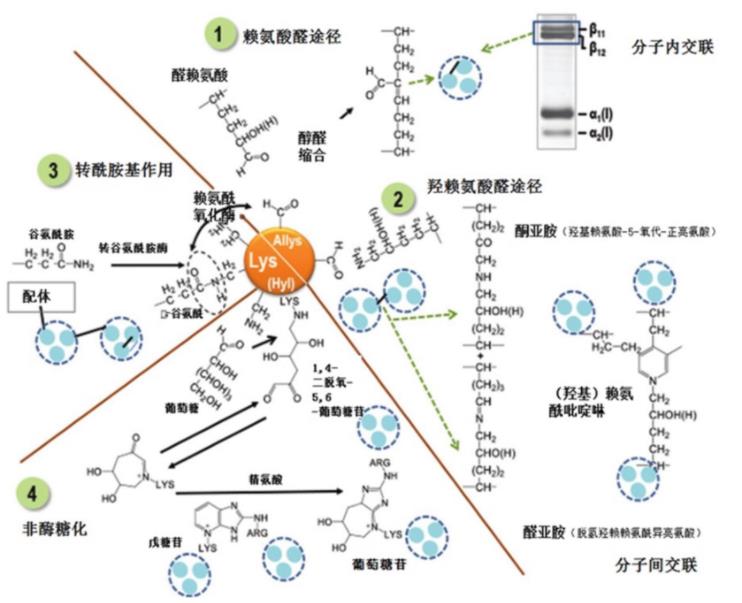 肌内结缔组织的组成、分布及生长调控研究进展（二）