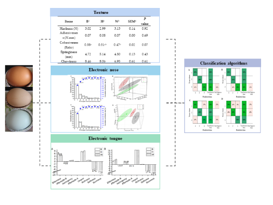 电子感官结合算法技术可用于鸡蛋鉴别