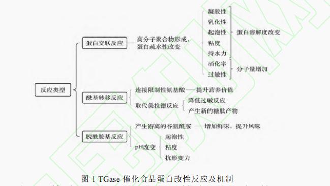 转谷氨酰胺酶对食品蛋白特性的影响（一）