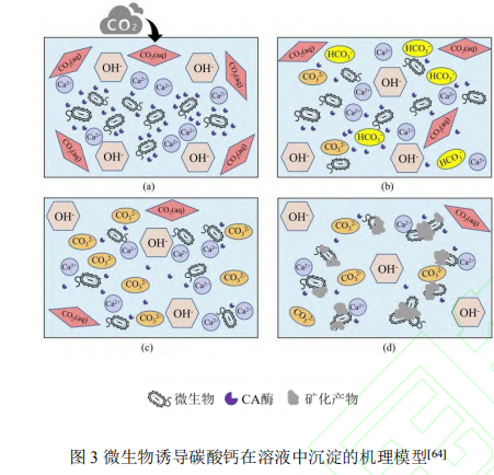 碳酸酐酶固定及在二氧化碳捕集应用研究进展（三）