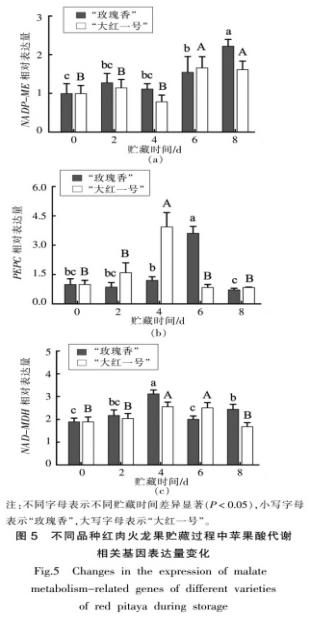 红肉火龙果采后品质劣变及苹果酸代谢研究（三）