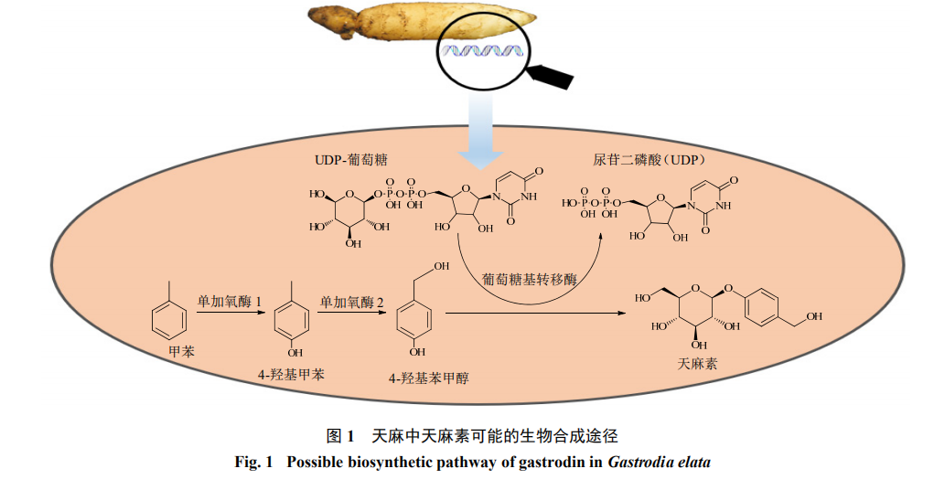 天麻素生物合成的研究进展（一）