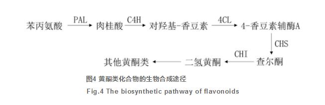 四逆散研究进展及质量标志物的预测分析（三）