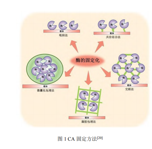 碳酸酐酶固定及在二氧化碳捕集应用研究进展（一）