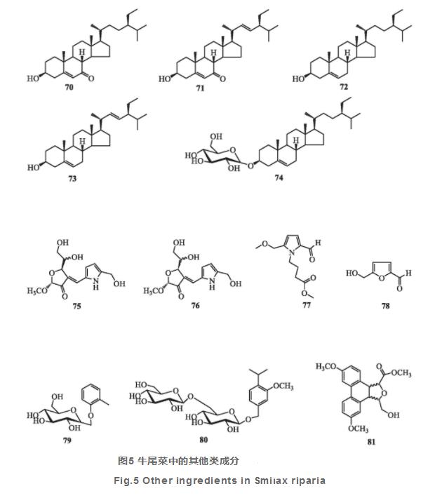 牛尾菜化学成分与药理作用研究进展（一）