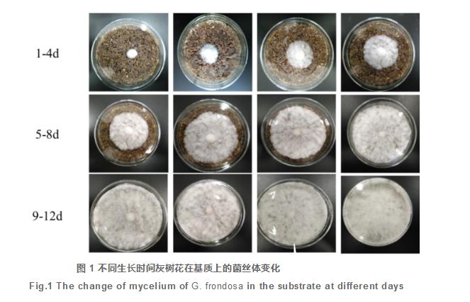 天麻参与灰树花固态发酵对基质主要活性成分的影响（一）