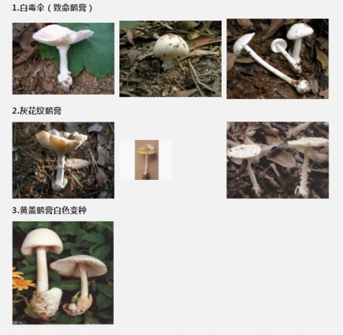 要命了真有毒毒毒……路边的野蘑菇你不要采