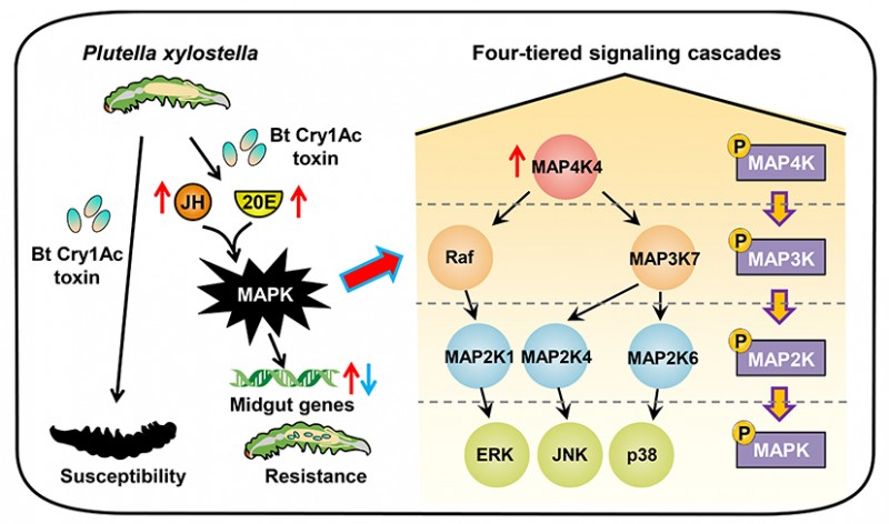 MAPK信号途径调控小菜蛾对Bt Cry1Ac杀虫蛋白抗药性信号网络的拓扑结构和功能机制