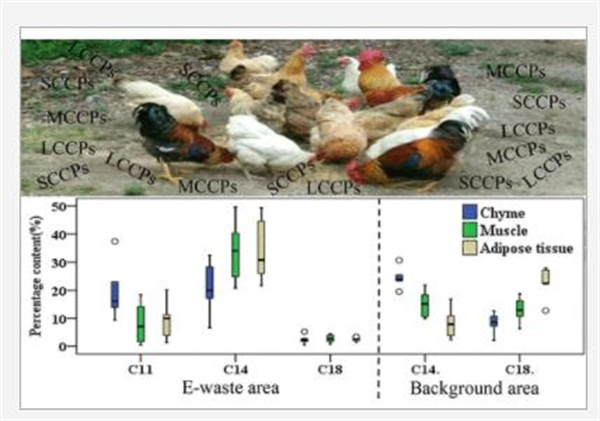 质标所在散养鸡体内不同碳链氯化石蜡积累差异性方面取得进展