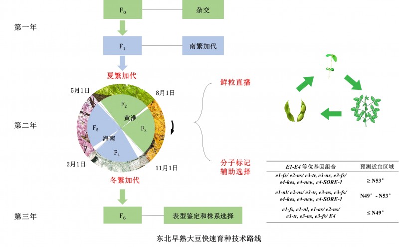 中国农业科学院作科所研发出自然条件下1年4代大豆快速育种新技术