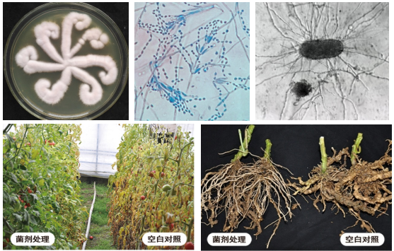 中国农科院植保所研发的防治根结线虫病生防制剂获准生物农药登记