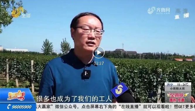 蓬莱产区丰收成焦点，中国盛唐·国宾酒庄再上山东卫视