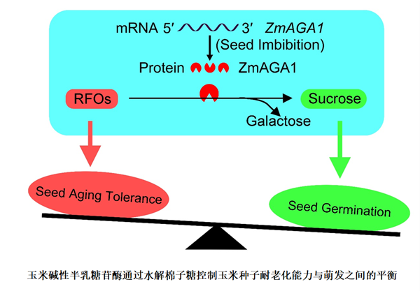 西北农林科技大学赵天永实验室发现调控玉米种子耐储性与萌发速度之间平衡的新机制