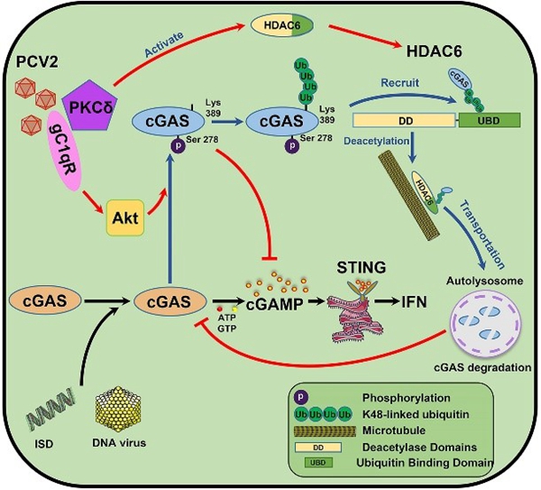 “动物重大疫病新型疫苗研发创新团队”在《PLOS Pathogens》上发表重要研究成果