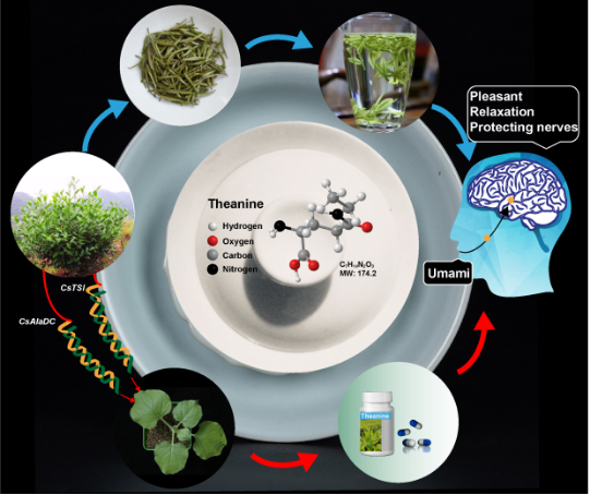 安徽农业大学研究团队揭示了茶树大量合成茶氨酸的机理并实现在烟草中高效合成茶氨酸