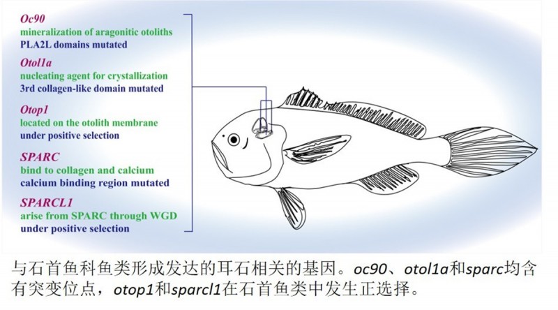 中国水产科学研究院东海所发布棘头梅童鱼染色体级别基因组图谱