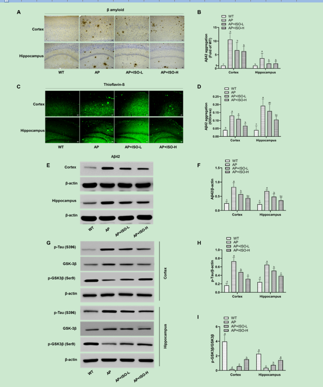 北京市农林科学院生物所在玉米黄酮异荭草素调节阿尔茨海默病研究方面取得重要进展