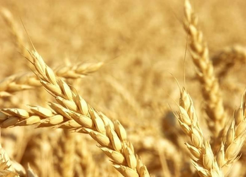如何解决水解小麦蛋白苦涩味？水解小麦蛋白苦涩味的原因是什么