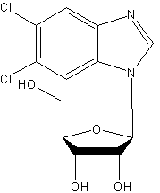 5,6-二氯-1-β-D-呋喃核糖基苯并咪唑