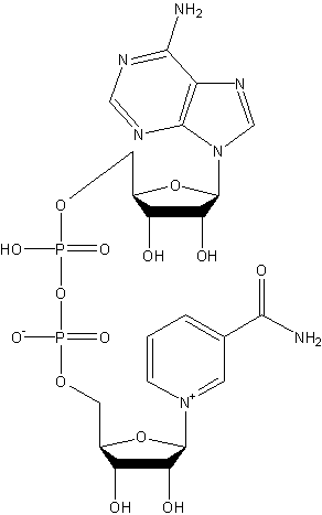 β-二磷吡啶核苷酸