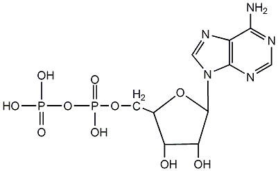 腺苷5'-二磷酸