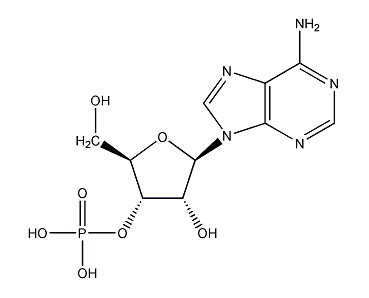 腺苷酸