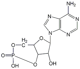 腺苷-3',5'-环状磷酸
