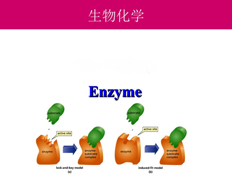 酶制剂在医疗器械清洗剂中的作用您了解多少？