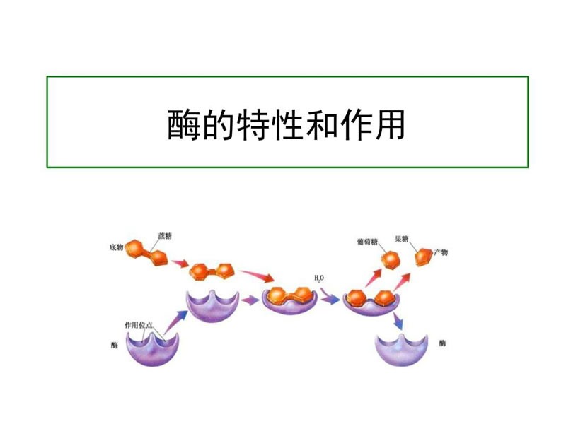 酶制剂在医疗器械清洗剂中的作用您了解多少？