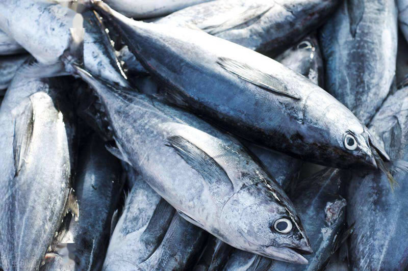 酶解金枪鱼提高宠物诱食剂风味性的酶制剂有哪些？