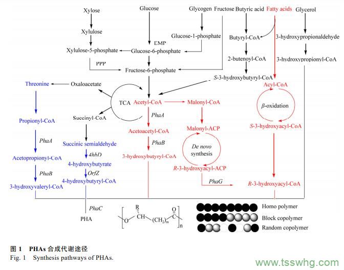 阿魏酸及其衍生物在食品添加剂领域研究进展（一）