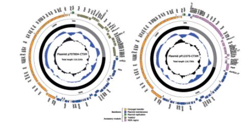 两个来自非脱羧勒克菌的MDR质粒耐药机制研究（二）