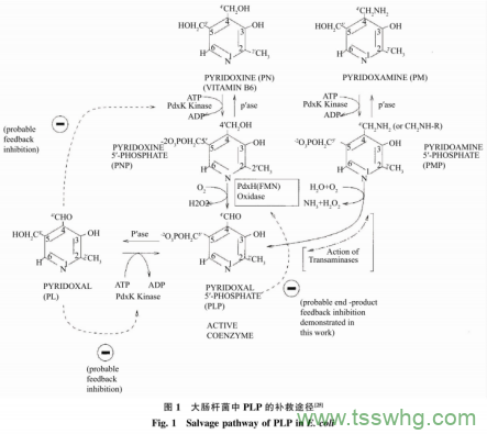 谷氨酸脱羧酶在枯草芽孢杆菌中的表达及应用（一）