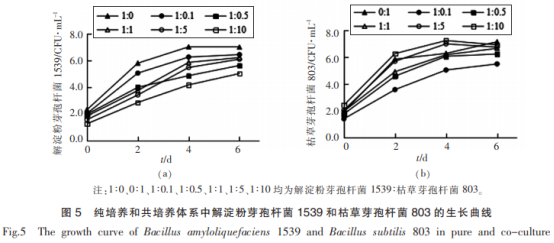 山西老陈醋优良芽孢菌与醋酸菌、乳酸菌的相互作用（三）