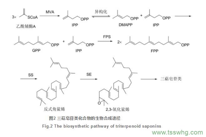 四逆散研究进展及质量标志物的预测分析（三）